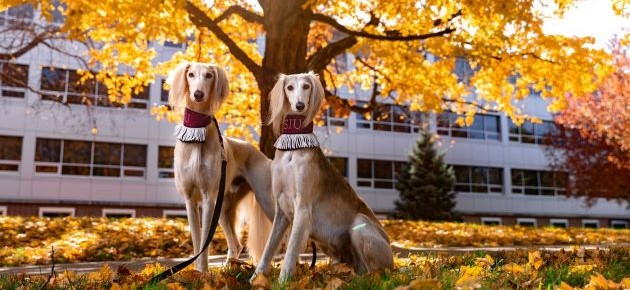 SIU CHHS Newsletter banner two Saluki mascots in front of CHHS Building
